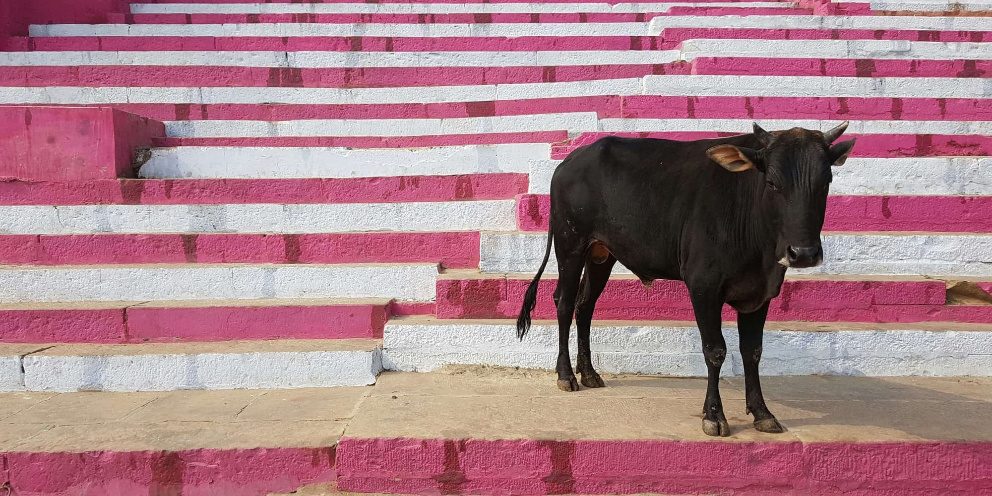 Giorno 14: VARANASI / DELHI (in volo)