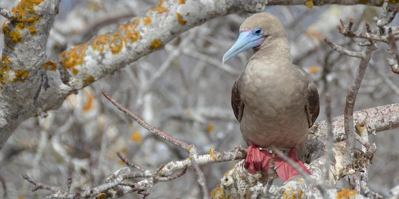 9º Giorno – El Barranco, Passo del Principe Felipe (Genovesa)