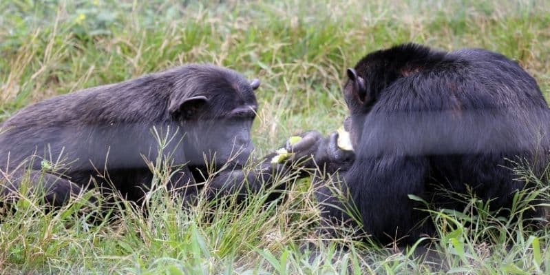 ENTEBBE / ISOLA DI NGAMBA / ENTEBBE