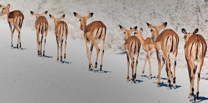 Giorno 8: Etosha