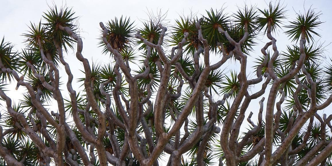 5º Giorno – TENERIFE SUD (PUERTO SANTIAGO)