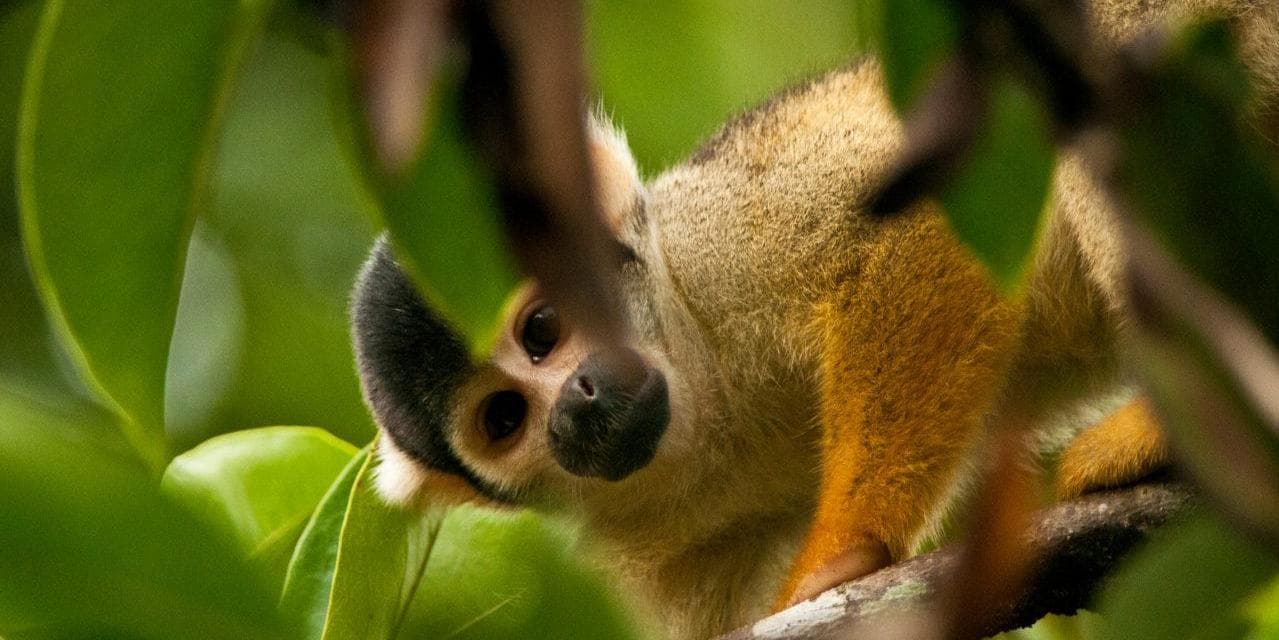 DAY 7 • MANAUS -  JUNGLE LODGE