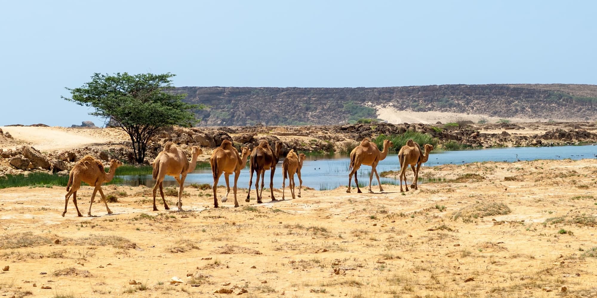 DAY 01 | MUSCAT TO SALALAH (FLIGHT)​