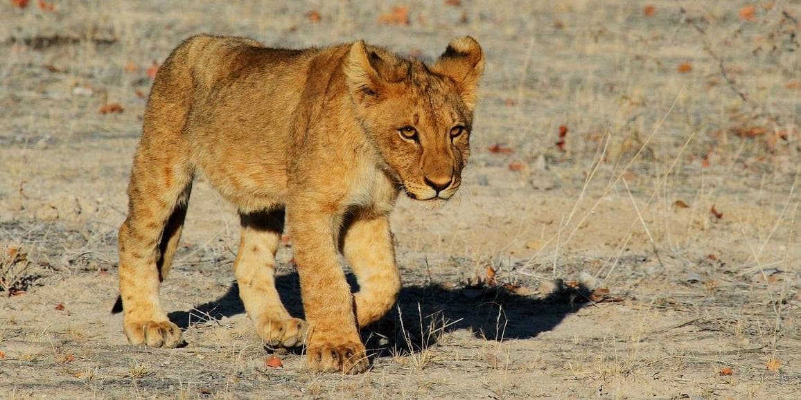 Giorno 9: Etosha South – Etosha East