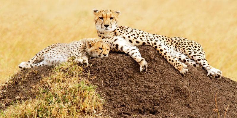 LAKE NAIVASHA/MASAI MARA NATIONAL PARK