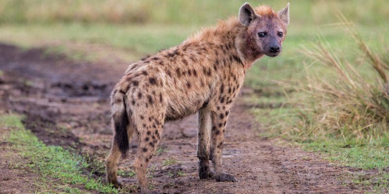 MASAI MARA/NAIROBI/ITALIA