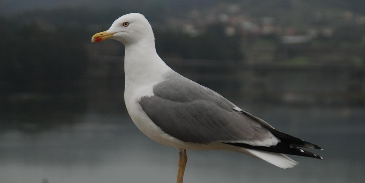 2º GG – Ferrol – Pontedeume (27,7 km)