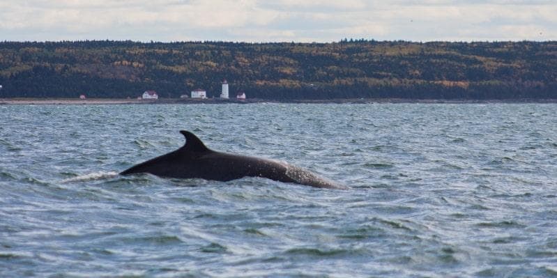 QUEBEC CITY/TADOUSSAC/QUEBEC CITY