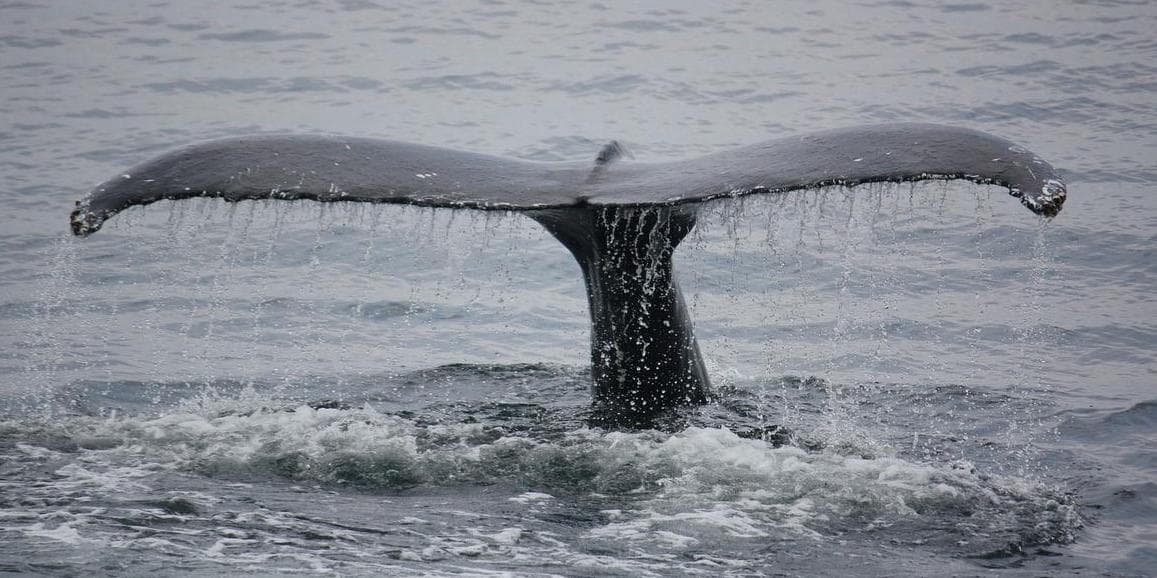 2° Giorno: Buenos Aires / P.to Madryn B/-/-