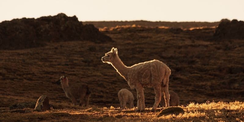 CHIVAY / VALLE DEL COLCA