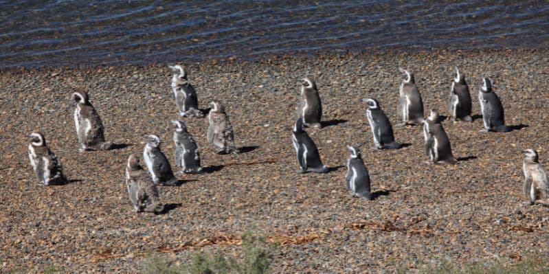 PUERTO MADRYN / PENISOLA VALDES / PUERTO MADRYN