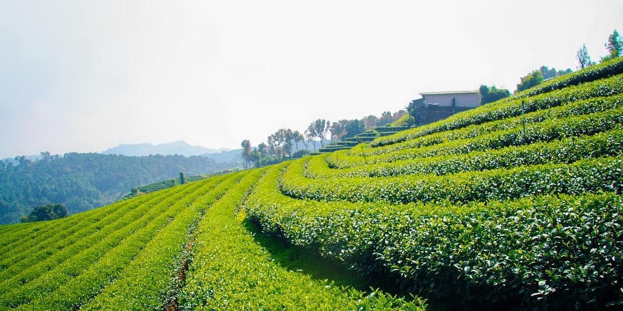 GIORNO 2: CHIANG RAI - MAE SALONG - CHIANG RAI