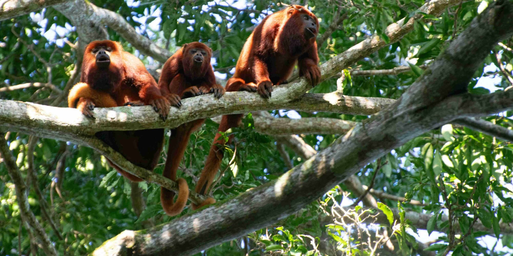 JOUR 2 : MEDAN – BUKIT LAWANG ET L'AVENTURE DES ORANGS-OUTANS