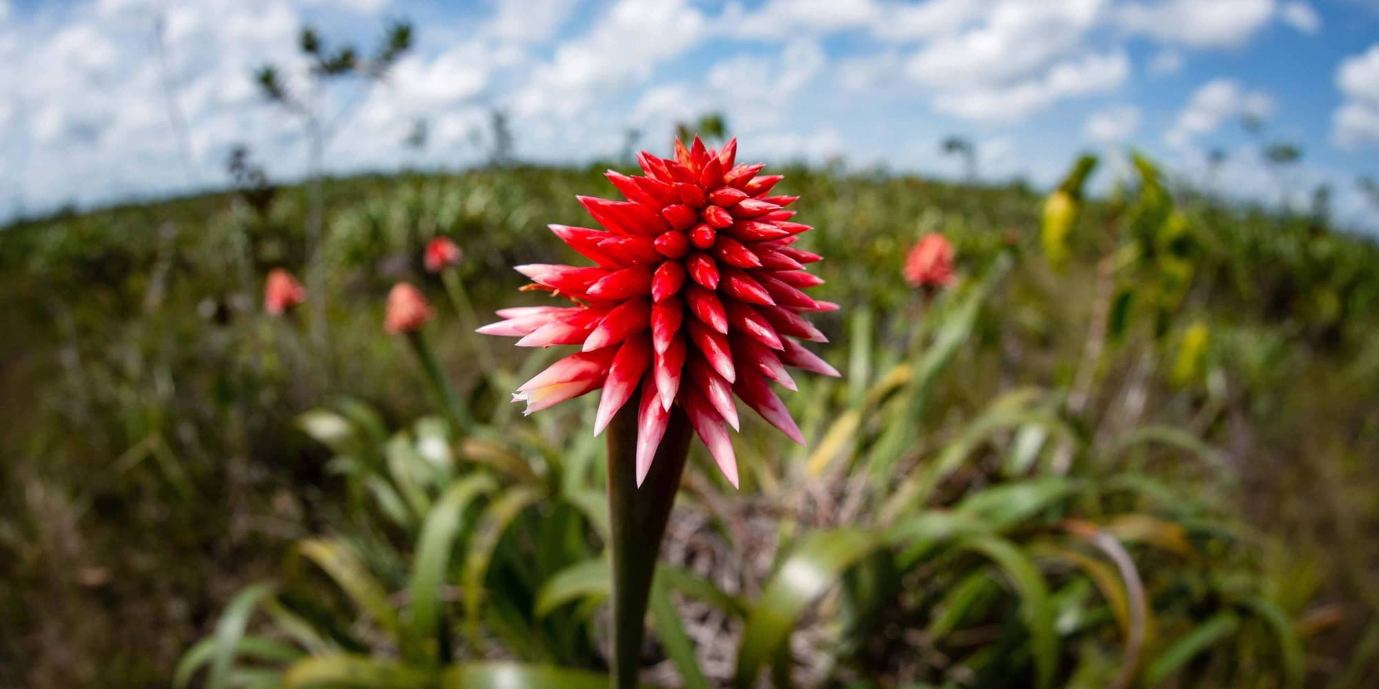 DÍA 1 •  INÍRIDA