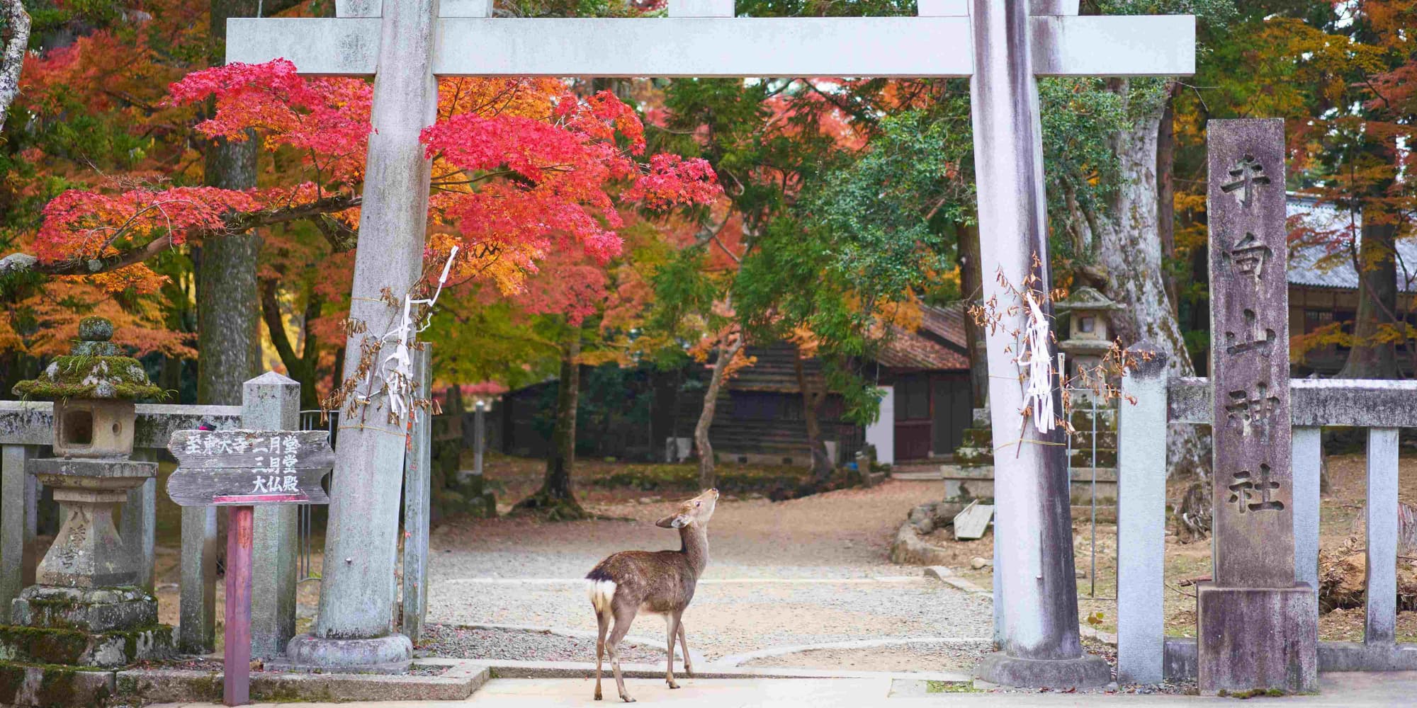 9th Day | Kyoto - Nara - Kyoto