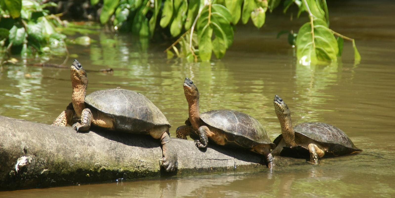 DÍA 3 • TORTUGUERO