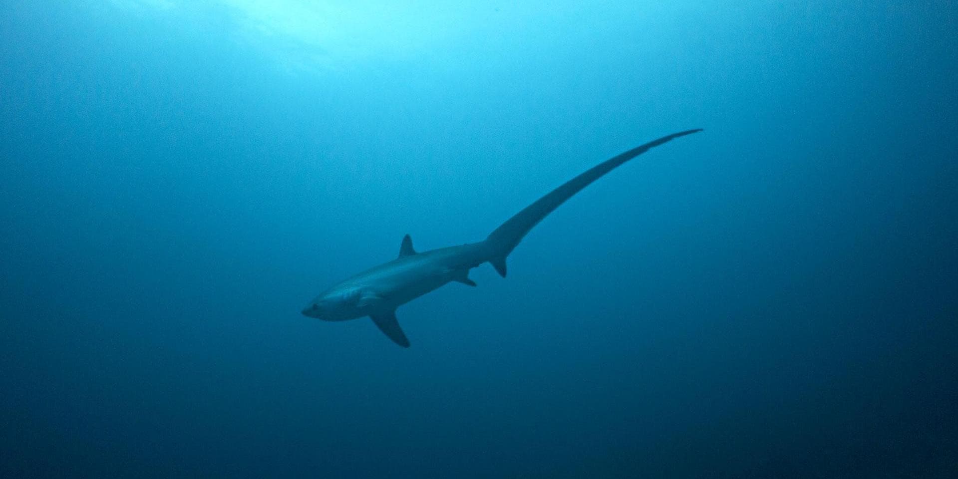 Malapascua Exclusive: Ultimate Thresher Shark Dive Adventure