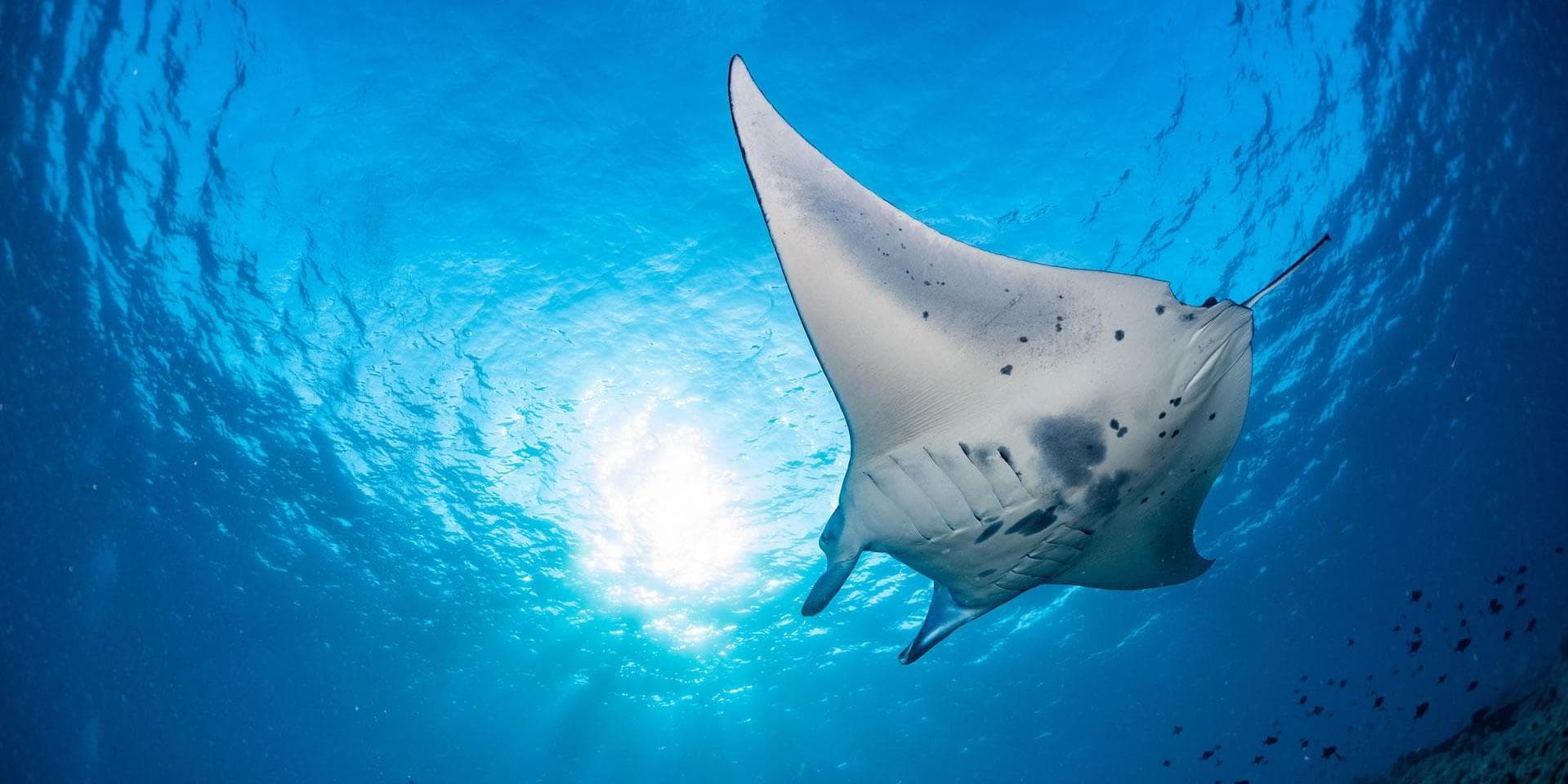 Diving Gaafu Dhaalu Atoll