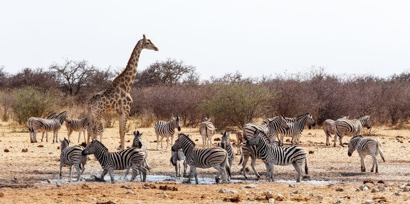 DAMARALAND / ETOSHA N.PARK
