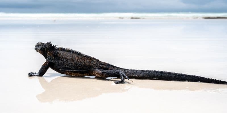 Day 7. BAY TOUR + LAS GRIETAS / TORTUGA BAY