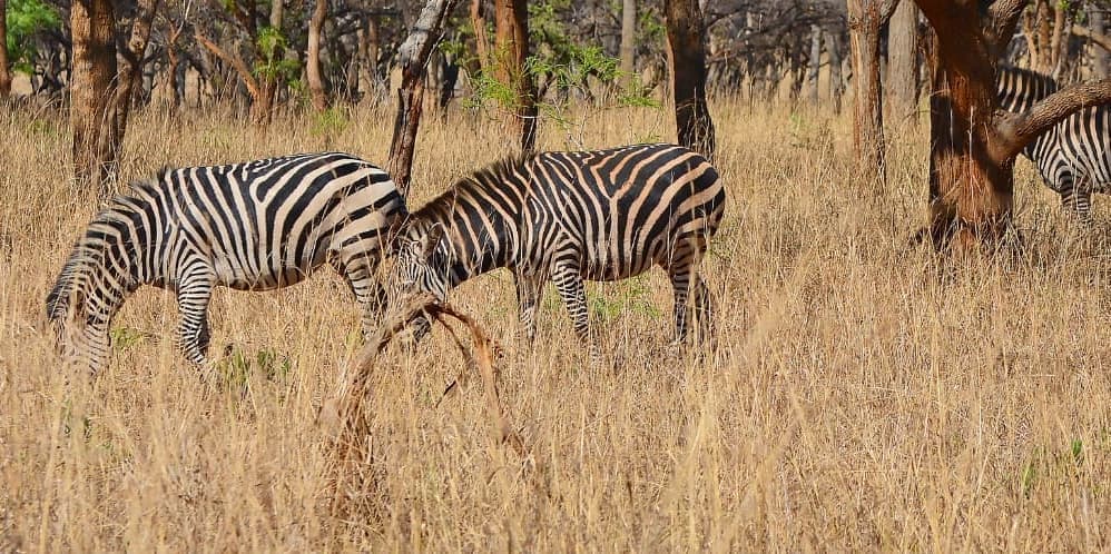 LIWONDE NATIONAL PARK / LAKE MALAWI