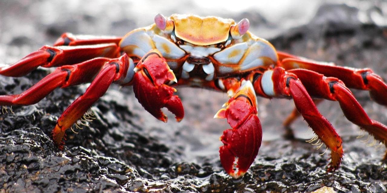 11º Giorno – Playa Bachas (Santa Cruz)