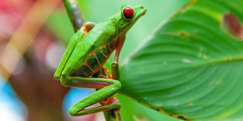 PARCO N.LE TORTUGUERO / PARCO N.LE VULCANO ARENAL