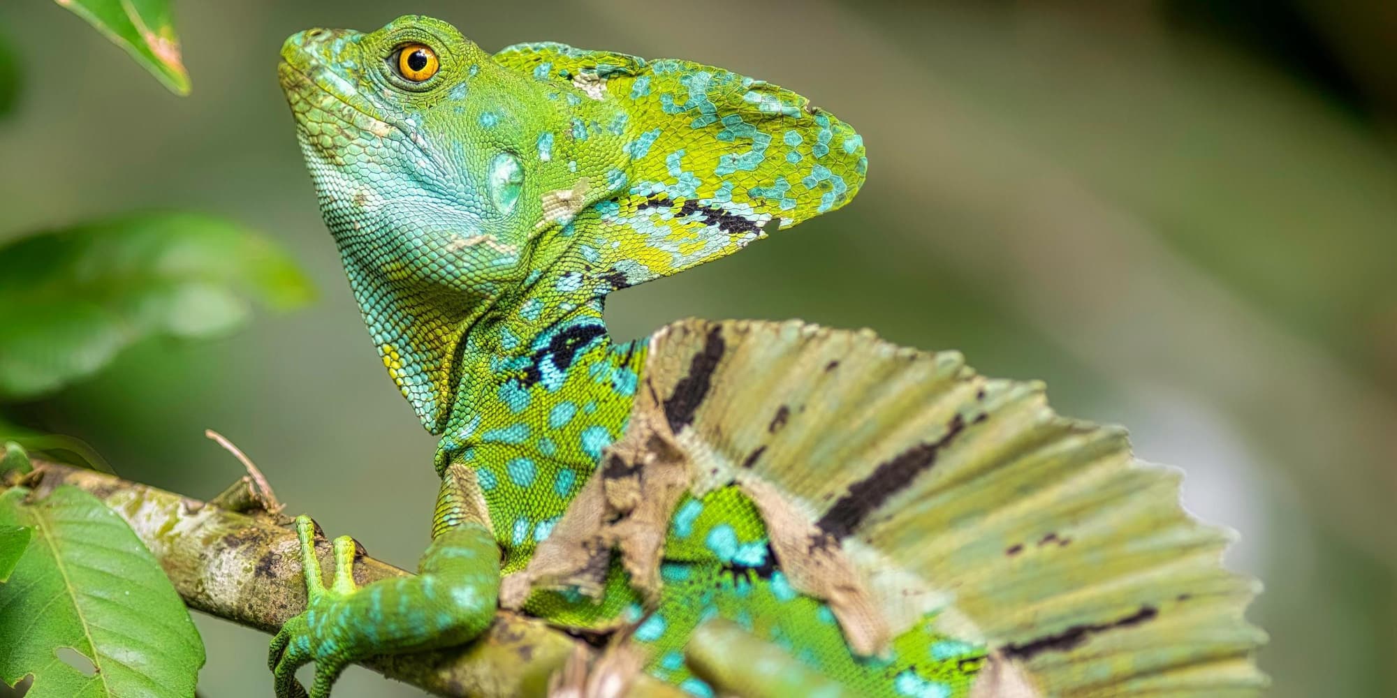 2° Giorno: Tortuguero B/C/B