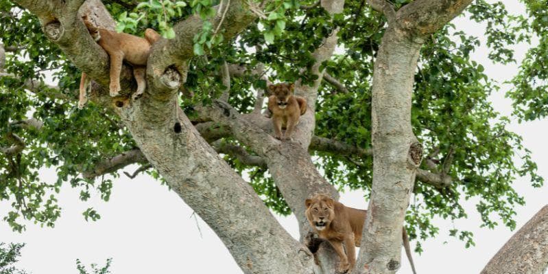 QUEEN ELIZABETH N. PARK (ISHASHA)/BWINDI IMPENETRABLE N. PARK 