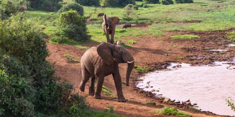 NAIROBI/ABERDARE NATIONAL PARK