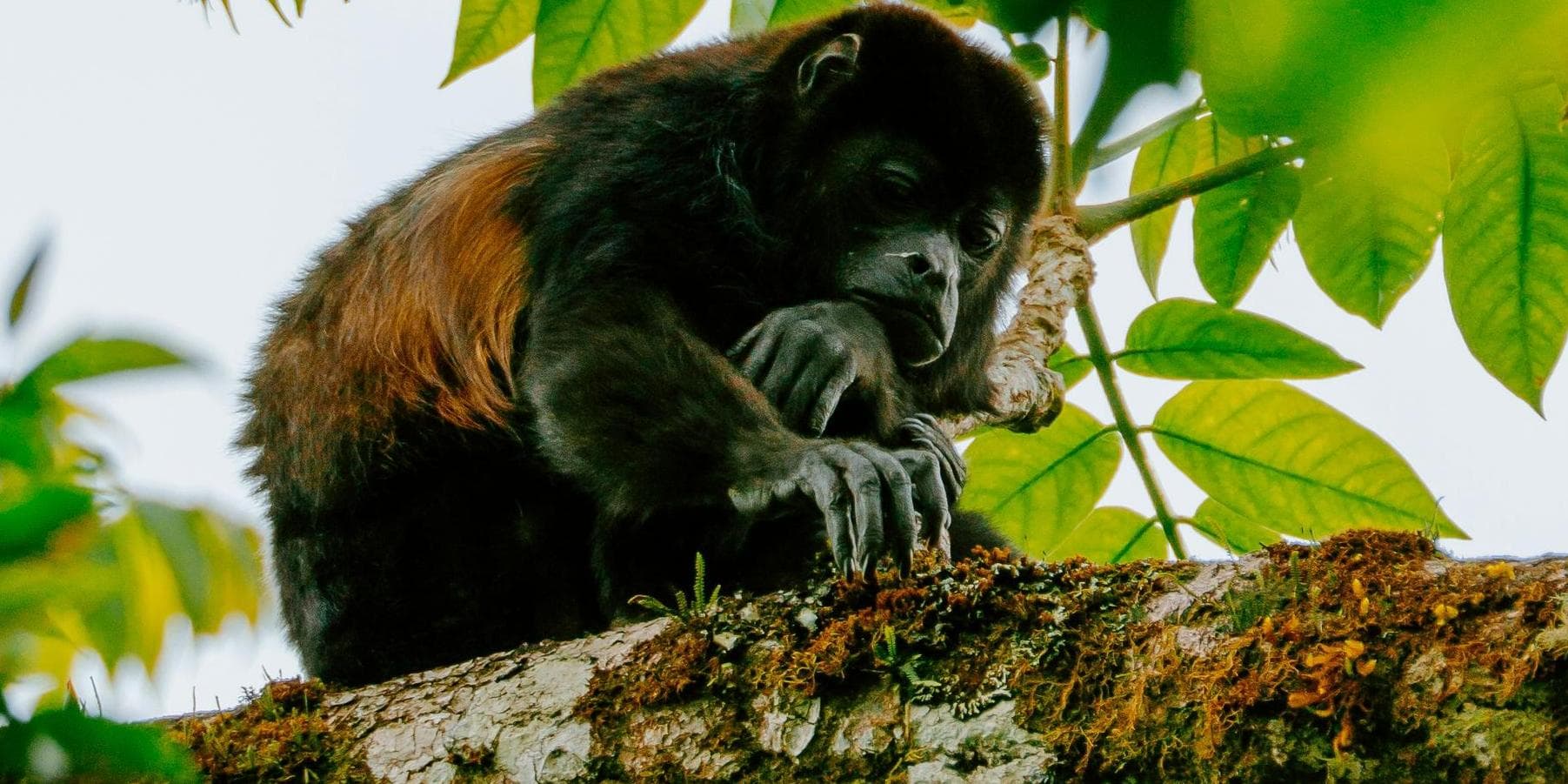 7° Giorno: Arenal / Monteverde B/-/-