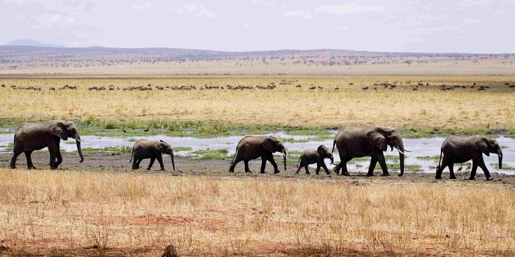 Day 6 | Lake Manyara - Serengeti