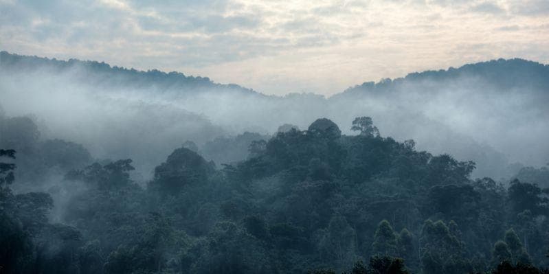 BWINDI IMPENETRABLE NATIONAL PARK
