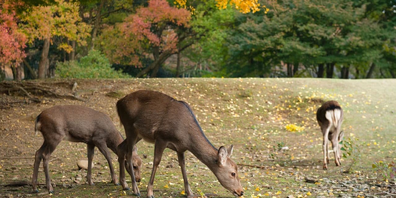 DÍA 4 • TOKIO – KIOTO – NARA – KIOTO