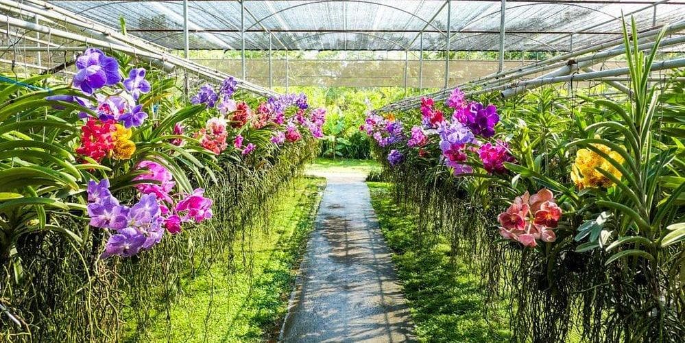 DAY 8 • CHIANG MAI - BANGKOK