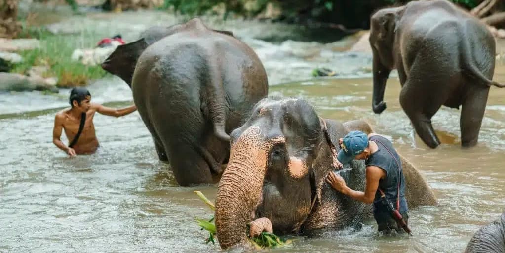 DÍA 8: MAR CHIANG MAI