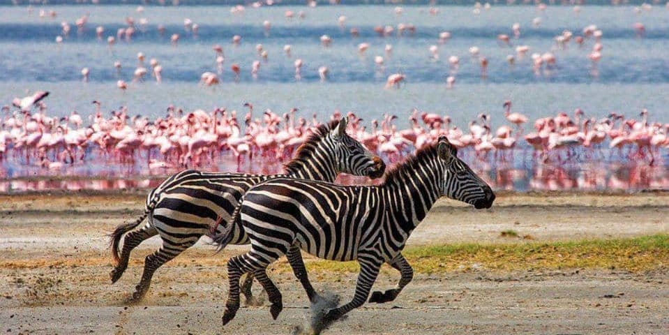 DAY 2 - Lake Manyara National Park