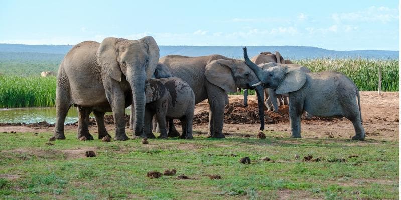 PORT ELIZABETH/ADDO ELEPHANT NATIONAL PARK/PORT ELIZABETH