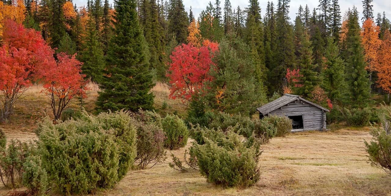 Giorno 8: SAARISELKÄ –ROVANIEMI 