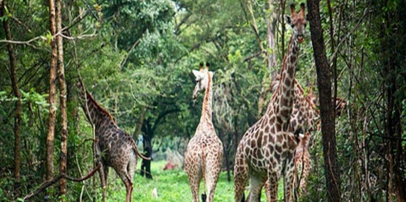 SOUTH LUANGWA NATIONAL PARK