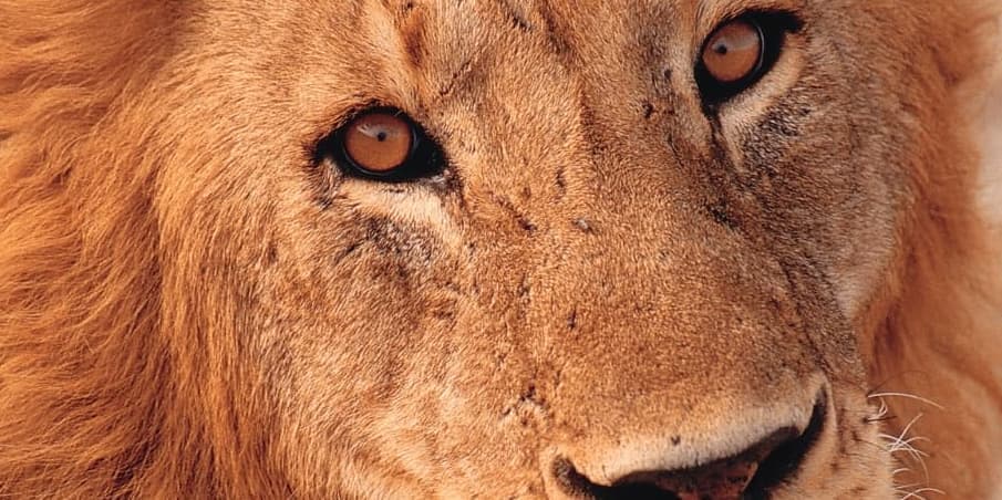 TARANGIRE / KILIMANJARO AIRPORT / ITALIA