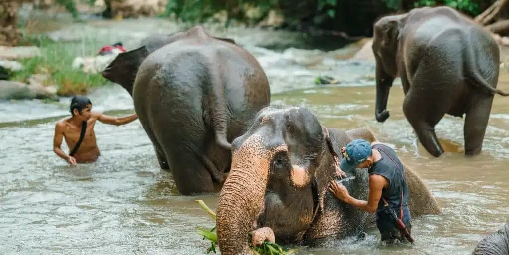 DÍA 6 SAB/LUN/JUE: CHIANG MAI