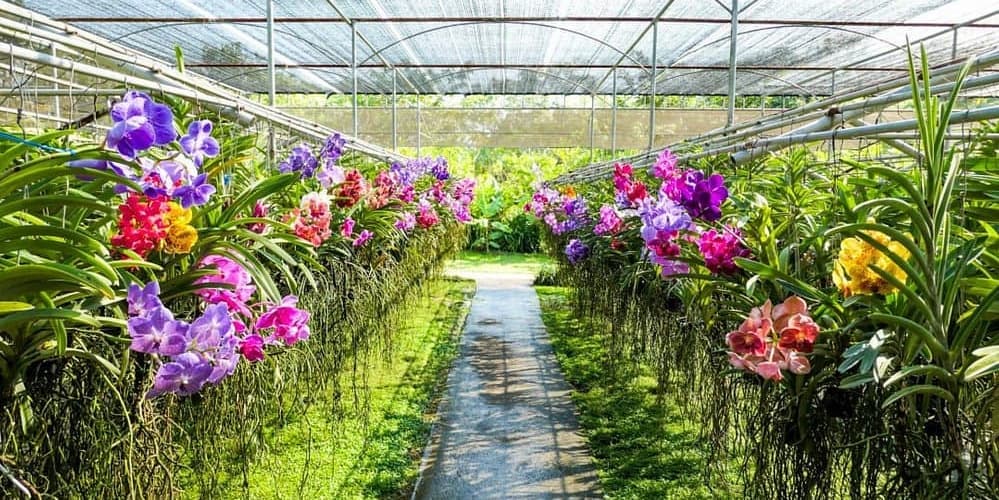 DÍA 6 • CHIANG MAI – BANGKOK 