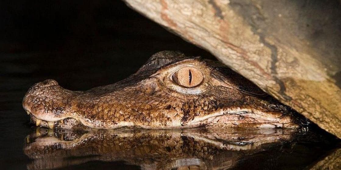 DAY 8 • JUNGLE LODGE