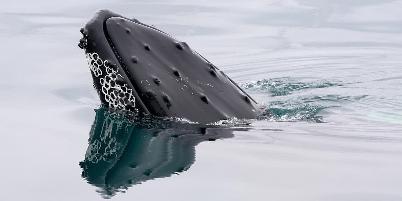 GIORNO 5: OSSERVAZIONE BALENE–GLAUMBAER -BORGARNES 