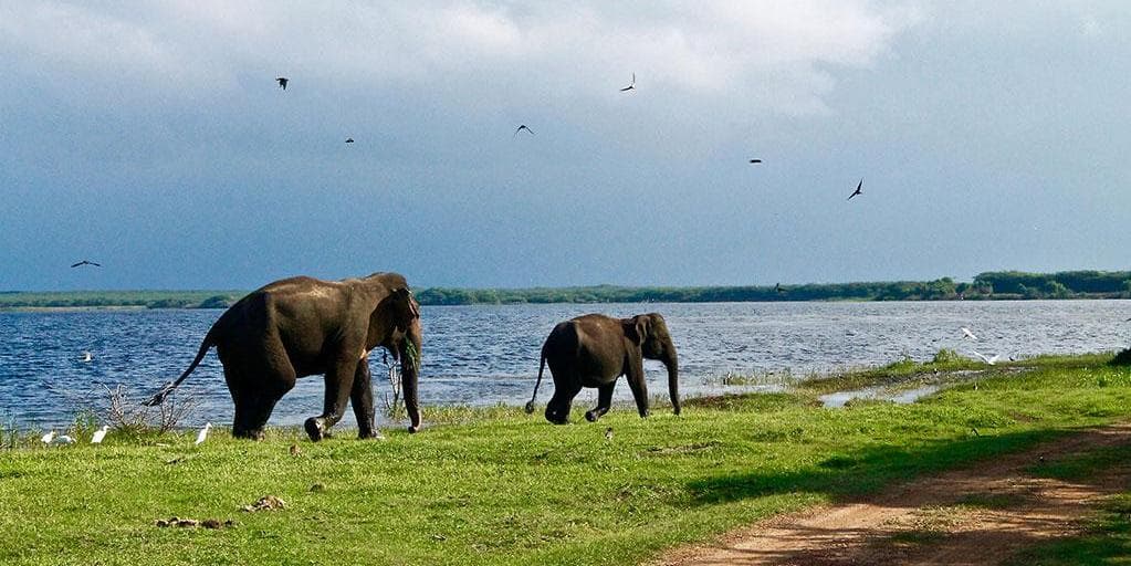 Jour 7 : Nuwara Eliya – Ella – Tissamaharama (125 KM / 2h).