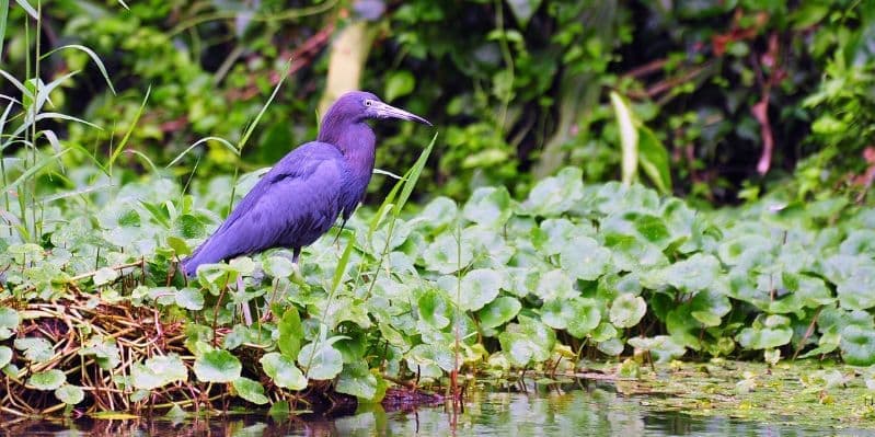 PARCO NAZIONALE TORTUGUERO