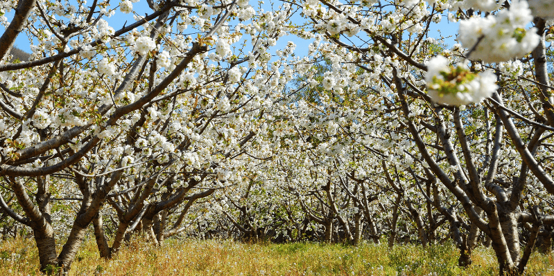 PLASENCIA - VALLE DEL JERTE - PLASENCIA - MADRID - PALMA