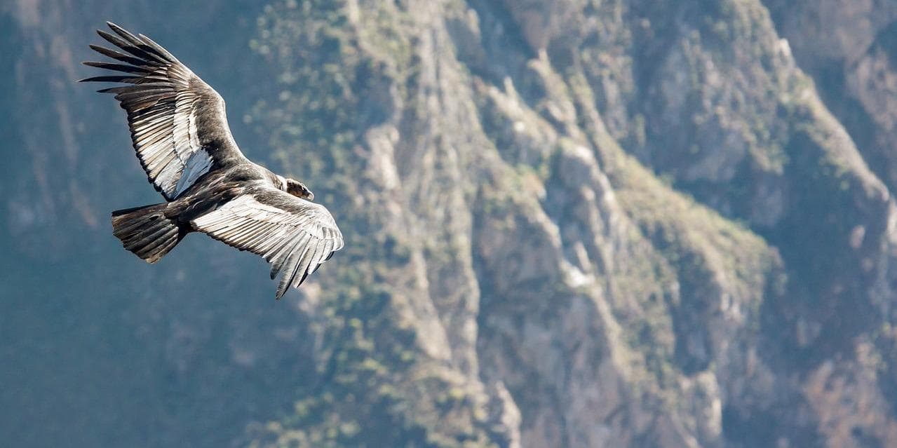 4° giorno:​ Il Canyon del Colca e il volo dei condor – Verso Puno, sulle sponde del Titicaca (durata trasferimento circa 6 ore)