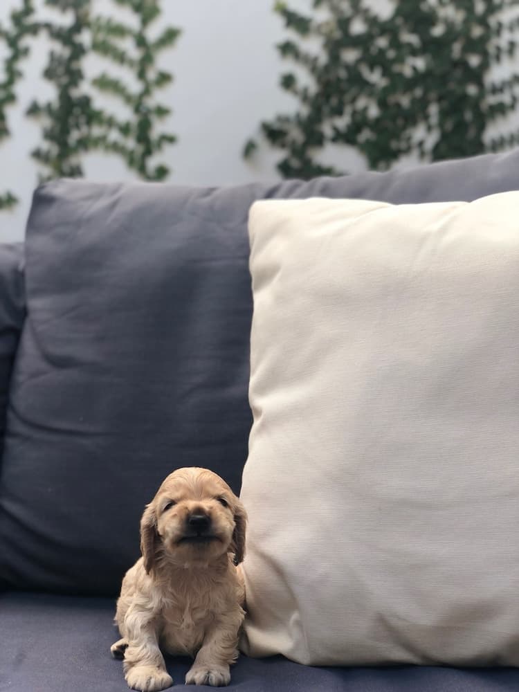 Cosmopolitano Hotel Boutique, Room